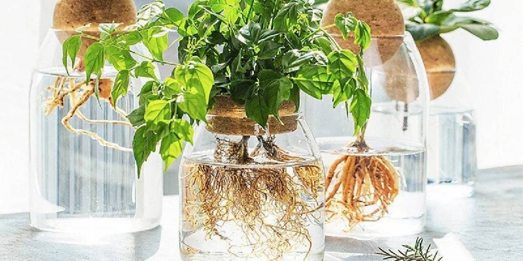 Kökünü suyun içerisine koyun ve ne kadar hızlı büyüdüğünü izleyin! Ne toprak ne de saksı: Yetişmesi için su yetiyor 2